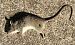 Ratto delle chiaviche (Rattus norvegicus) © Ivano Candon