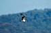 Falco pescatore (Pandion haliaetus) © Alessandro Avigni
