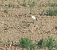 Ibis sacro (Threskiornis aethiopicus) © Alessio Mannello