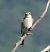 Averla piccola (Lanius collurio) © Patrizio Gigli