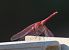 Violetter Sonnenzeiger (Trithemis annulata) © Alfonso Maffezzoli