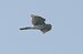 Astore (Astur gentilis) © Autore sconosciuto