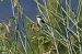 Averla maggiore (Lanius excubitor) © Autore sconosciuto