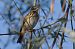 Prispolone (Anthus trivialis) © Autore sconosciuto