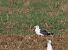 Zafferano intermedio (Larus fuscus intermedius) © Ernesto Giovanni Occhiato