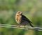 Prispolone (Anthus trivialis) © Ernesto Giovanni Occhiato