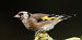 Cardellino (Carduelis carduelis) © Christian Kofler