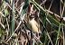 Beccamoschino (Cisticola juncidis) © Christian Kofler