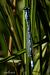 Becher-Azurjungfer (Enallagma cyathigerum) © Barlotti Andrea