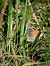 Coenonympha pamphilus © Barlotti Andrea