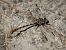 Onychogomphus forcipatus  - Barlotti Andrea