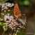 Argynnis paphia © Barlotti Andrea