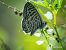 Leptotes pirithous © Barlotti Andrea