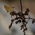 Hesperia comma © Barlotti Andrea