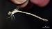 Lestes barbarus  - Barlotti Andrea
