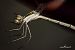 Lestes barbarus  - Barlotti Andrea