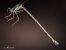 Lestes parvidens  - Barlotti Andrea