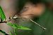 Lestes parvidens © Barlotti Andrea