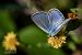 Polyommatus icarius # *  - Barlotti Andrea