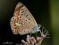 Polyommatus icarius # * © Barlotti Andrea
