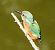 Martin pescatore (Alcedo atthis) © Tiziana Ciaghi