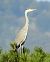 Airone cenerino (Ardea cinerea) © Tiziana Ciaghi