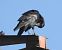 Corvo imperiale (Corvus corax) © Tiziana Ciaghi