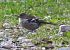 Fringuello (Fringilla coelebs) © Tiziana Ciaghi