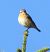 Stiaccino (Saxicola rubetra) © Tiziana Ciaghi