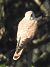 Gheppio (Falco tinnunculus) © Tiziana Ciaghi