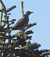 Tordela (Turdus viscivorus) © Tiziana Ciaghi