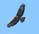 Poiana (Buteo buteo) © Tiziana Ciaghi