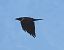 Corvo imperiale (Corvus corax) © Tiziana Ciaghi