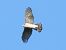 Sparviere (Accipiter nisus) © Tiziana Ciaghi