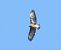 Poiana (Buteo buteo) © Tiziana Ciaghi