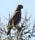 Biancone (Circaetus gallicus) © Tiziana Ciaghi