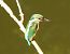 Martin pescatore (Alcedo atthis) © Tiziana Ciaghi