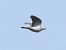 Colombaccio (Columba palumbus) © Tiziana Ciaghi