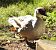 Anatra muta (Cairina moschata) © Tiziana Ciaghi