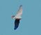 Sparviere (Accipiter nisus) © Tiziana Ciaghi