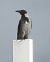 Cornacchia grigia (Corvus cornix) © Tiziana Ciaghi