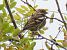 Fringuello (Fringilla coelebs) © Tiziana Ciaghi
