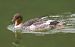 Gänsesäger (Mergus merganser) © Tiziana Ciaghi