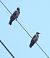 Nebelkrähe (Corvus cornix) © Tiziana Ciaghi