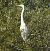 Silberreiher (ssp. modesta) (Ardea alba modesta) © Tiziana Ciaghi