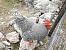 Gallo domestico (Gallus gallus f. domestica) © Tiziana Ciaghi