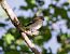 European Pied Flycatcher (Ficedula hypoleuca) © Roberto Brembilla