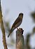 Pigliamosche (Muscicapa striata) © Simona Corbellini