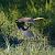 Airone rosso (Ardea purpurea) © Simona Corbellini