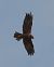Falco di palude (Circus aeruginosus) © Simona Corbellini
